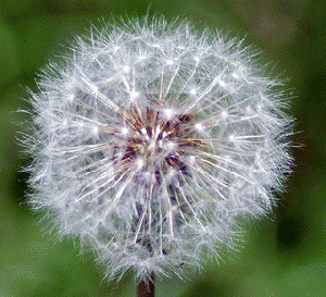 How many angels can dance on the head of a pin?, From ImagesAttr