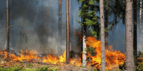 Wildfire in Pine Forest in Sweden