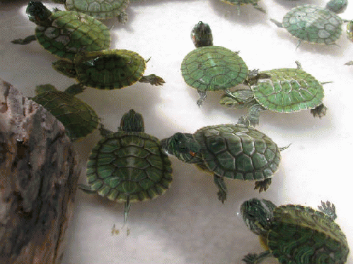 Baby turtles, From ImagesAttr