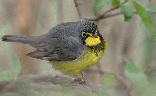 Birds like this Canada Warbler often die when they collide with glass buildings.