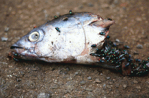 Fish rots from the head, From ImagesAttr