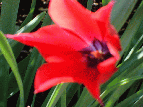 Bright Red Tulip with Purple Heart, From ImagesAttr