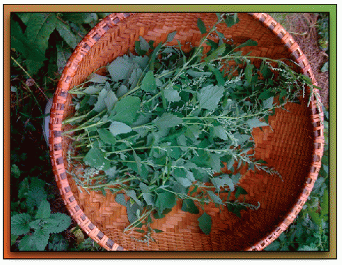 Harvesting flowering Lamb's Quarters (Chenopodium album), high in calcium and numerous vitamins and minerals. This batch became wild pesto, with pumpkin seeds and sun-dried tomatoes, salt, olive oil and garlic