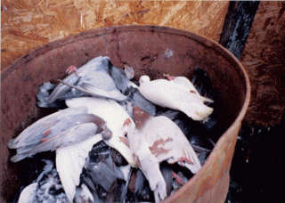 pigeons stuffed into barrel, From ImagesAttr