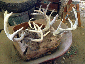A Box of Deer Heads, From ImagesAttr
