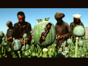Opium Production in Afghanistan at an All Time High, From ImagesAttr