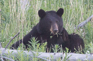 Black bear eating grass, From ImagesAttr