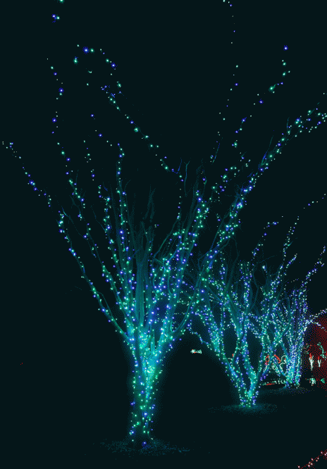 Article Photo Album Holiday Lights At Norfolk Botanical Gardens