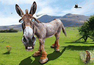 Democratic Donkey, From ImagesAttr