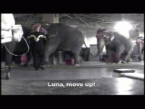 Ringling Brothers Beats Animals: PETA's Undercover Investigation PETA's 2009 investigation of Ringling Bros. and Barnum & Bailey Circus found that workers were beating, whipping, and hooking elephants and striking tigers.