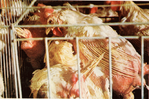 Egg-laying hens suffer greatly, crammed into tiny battery cages. Egg-laying hens suffer greatly, crammed into tiny battery cages.