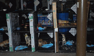 caged dogs, From ImagesAttr