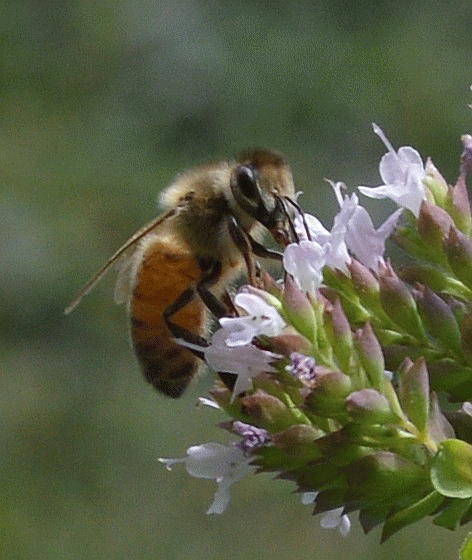 Forager Honeybee, From ImagesAttr