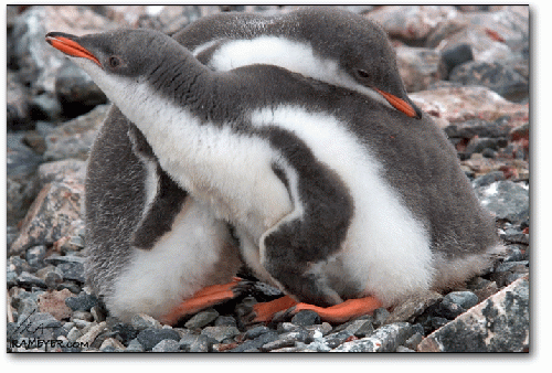 Gentoo penguin chicks, Petermann Island, Antarctica