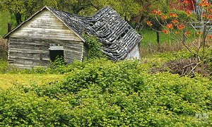 Sometimes old structures are replaced organically by new growth