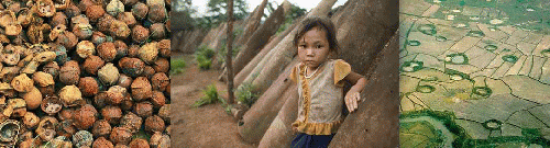 Dug up bombis, Lao girl with bombs, and US bomb crates in Laos rice paddies (, From ImagesAttr