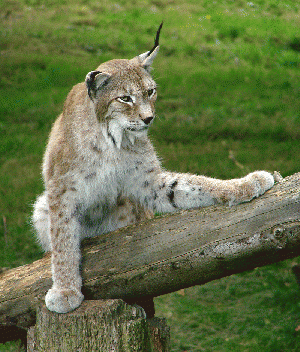 Lynx de Sib%C3%A9rie Thoiry 1982 Lynx de Sib%C3%A9rie Thoiry 1982