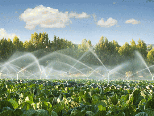 Some groups have been exempted from the water restrictions, specifically big agriculture, which uses about 80 percent of California's water., From ImagesAttr