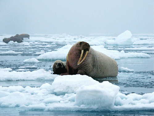 Walruses in the Chukchi Sea have been forced ashore by melting ice cover, something drilling would accelerate.