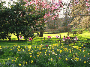 Magnolia Trees and Daffodils at Kew Gardens, From ImagesAttr