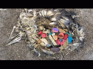 Midway Island,  a bird that's eaten a huge amount of plastic, From ImagesAttr