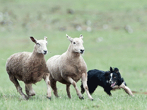 Sheepdog Trials--Herding Sanders supporters for Clinton may prove an enormous .trial.. Sheepdog Trials--Herding Sanders supporters for Clinton may prove an enormous .trial..