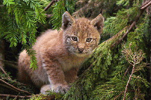 Lynx kitten