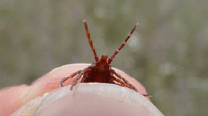 Lyme Disease, transmitted by the bite of a small tick, is now endemic in several states., From ImagesAttr