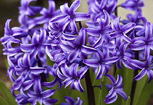 Purple hyacinths are the flower of forgiveness