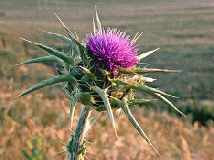 thistle by OliBac, From ImagesAttr