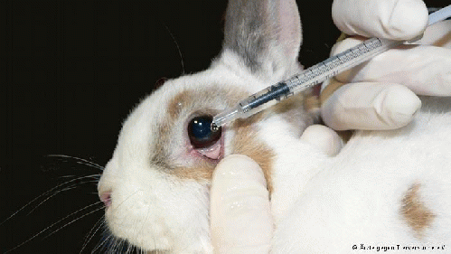 EU reaffirms ban on animal testing for cosmetics, From ImagesAttr