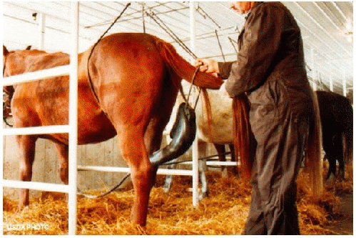 Take horse urine out of hormone medication, From ImagesAttr