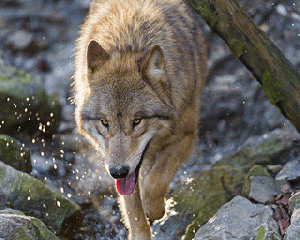 Wolf walking in the water, From ImagesAttr