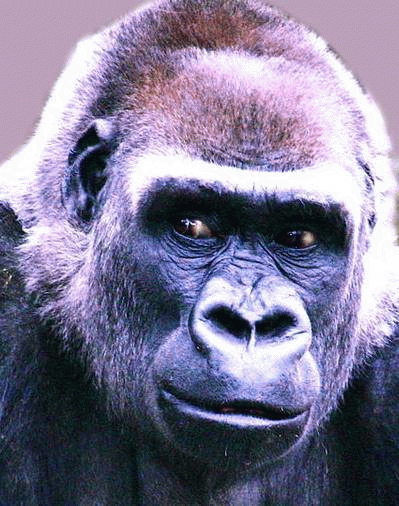 Western Lowland Gorilla Cincinnati Zoo, From ImagesAttr