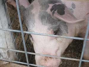 Pig in barn, From ImagesAttr
