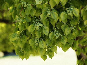 Triadica sebifera (Chinese tallow tree)