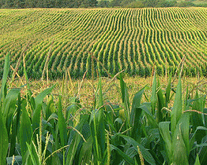 Corn field