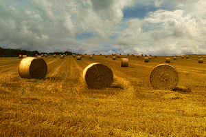 Harvest Time, From ImagesAttr