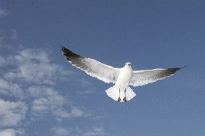 free