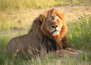 Cecil the lion