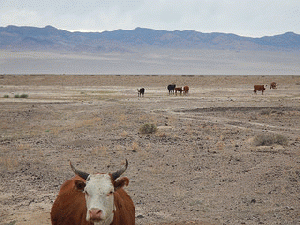 Railroad Valley NV: overgrazed sagebrush steppe and salt desert, From ImagesAttr