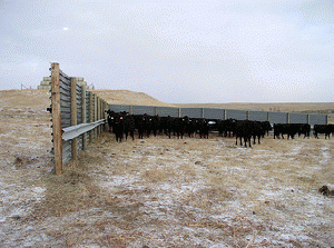 Cattle using a NRCS designed windbreak as part of a grazing plan., From ImagesAttr