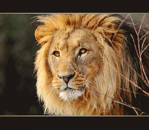 The beautiful lion of the zoo of Basel, From ImagesAttr