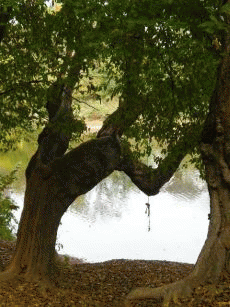 The Hanging Tree, Lest We Forget, From ImagesAttr