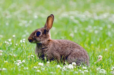 Rabbit Hunting: A Sickeness that is Going, Going, and Almost Gone, From ImagesAttr