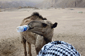 Camel Drinking Water in the Desert, From ImagesAttr