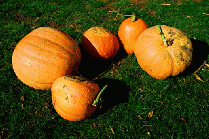 Harvested Pumpkins (Clackamas County, Oregon scenic images) (clacDA0059)