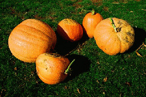 Harvested Pumpkins (Clackamas County, Oregon scenic images) (clacDA0059) Harvested Pumpkins (Clackamas County, Oregon scenic images) (clacDA0059)