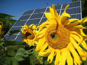 Sunflower Solar