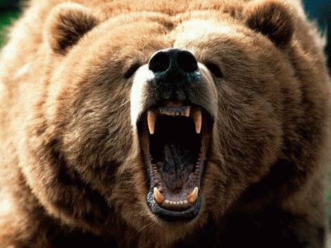 Russian Bear, From ImagesAttr